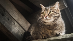Gray cat