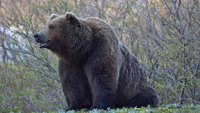 Bear