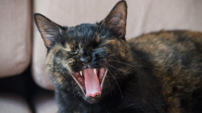 A cat is showing teeth