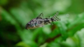 A fish with a green background