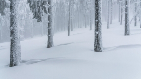 Winter forest
