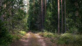 Road in a forest