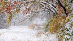The very first snow in the forest