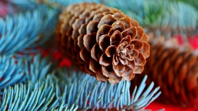 Spruce cone