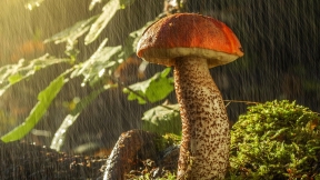 Mushroom and rain