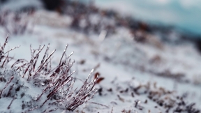Branches in ice