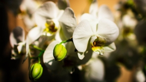 Orchid flower